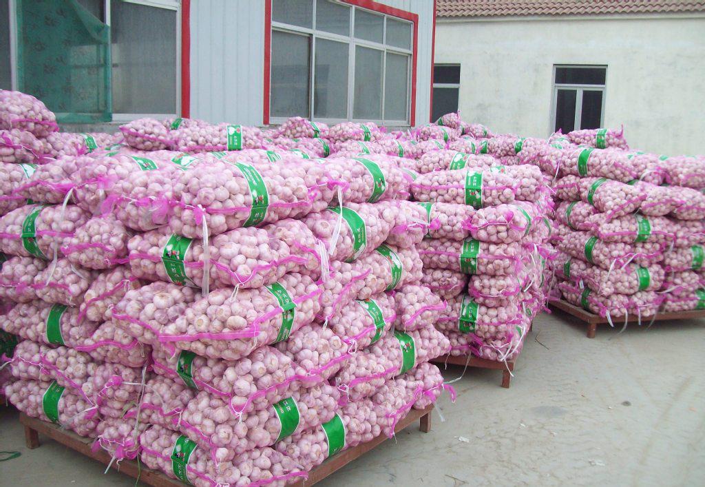 專業大蒜加工與進出口服務，工廠直供，規格齊全